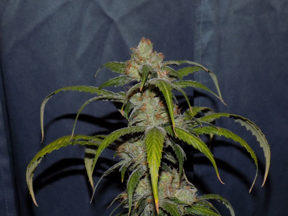 Ak 2