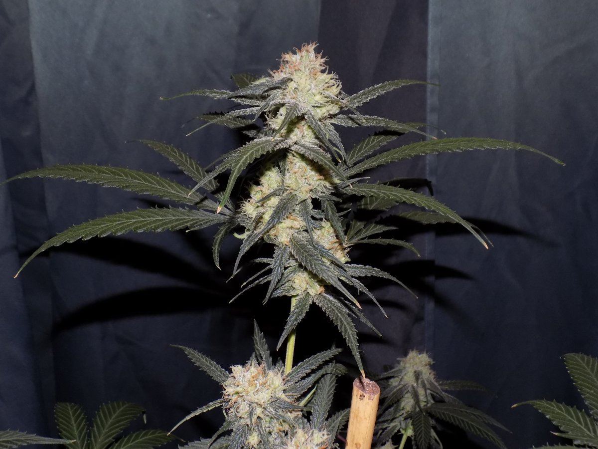 Ak 2