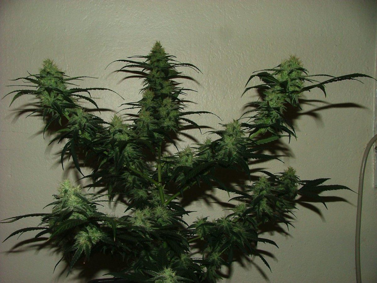 Ak 3
