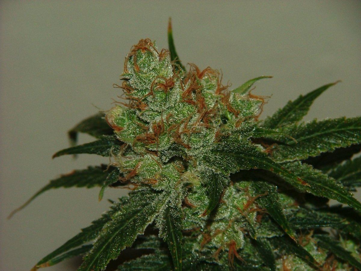 AK 3