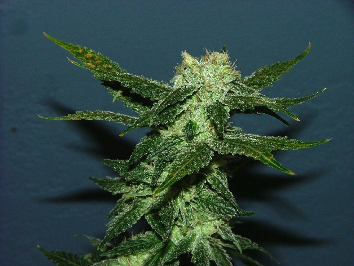 Ak 3