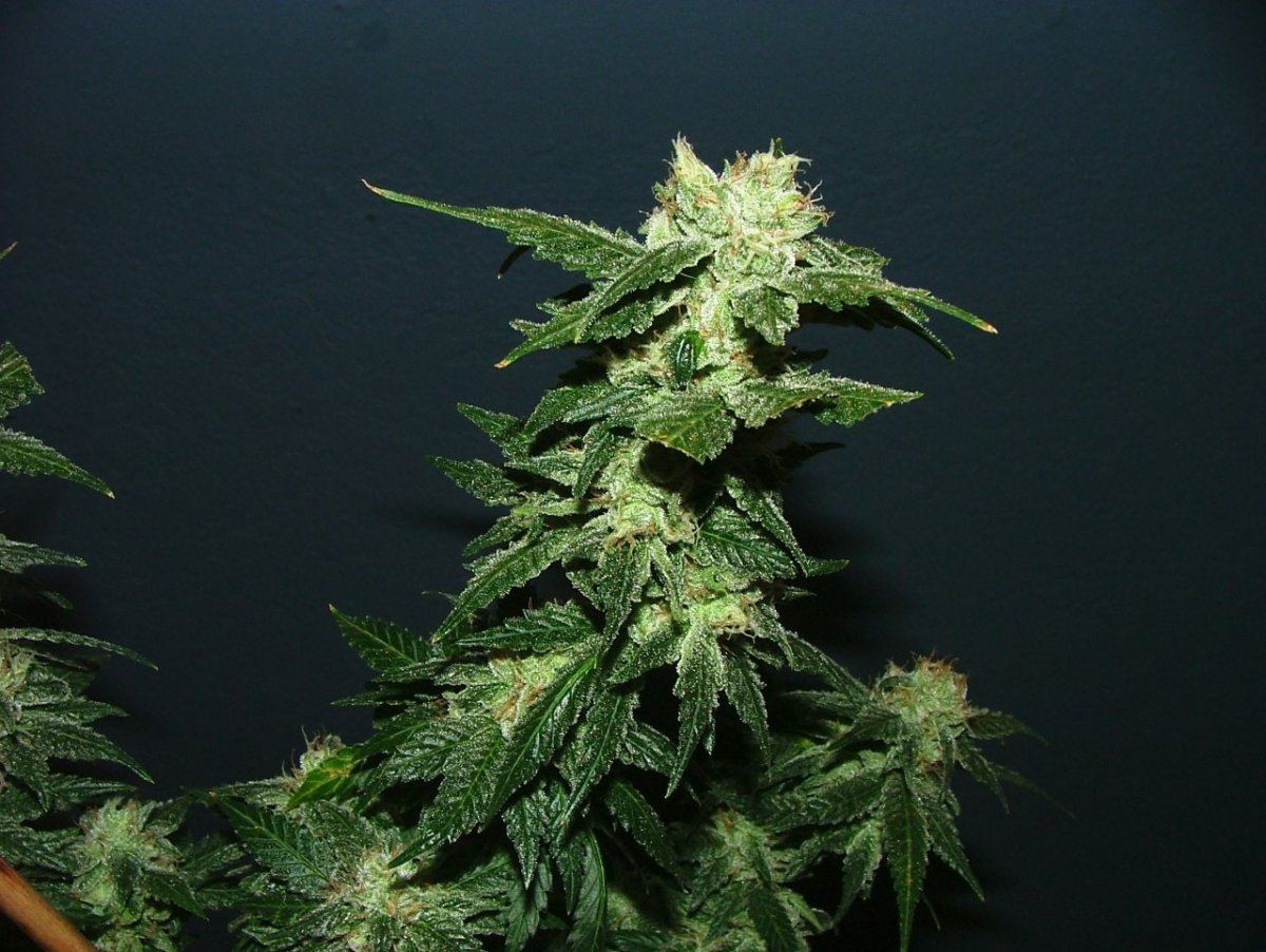 Ak 3