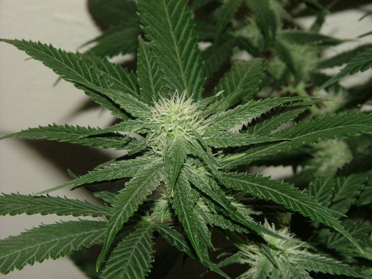 AK 4