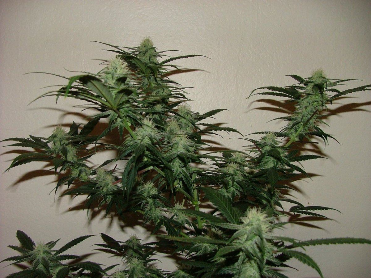 AK 4
