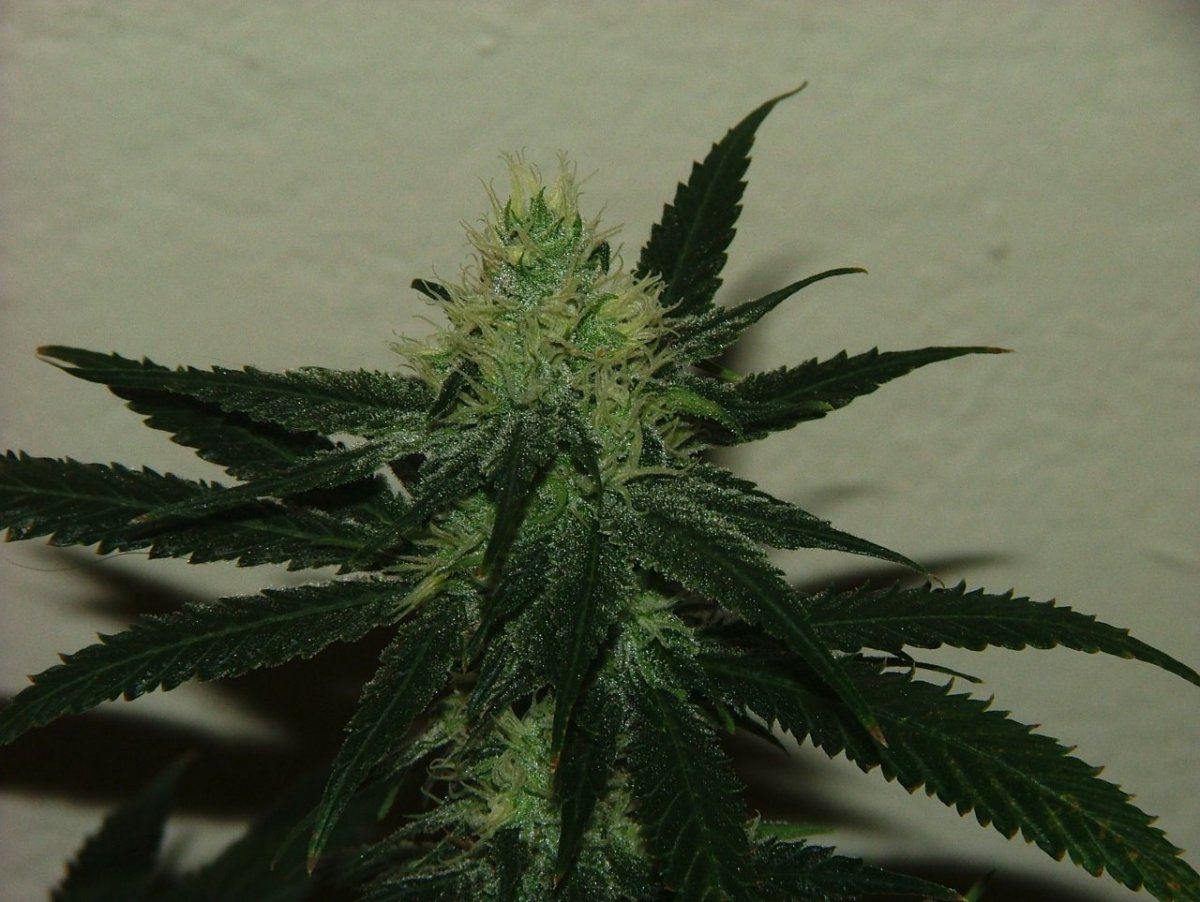 Ak 4