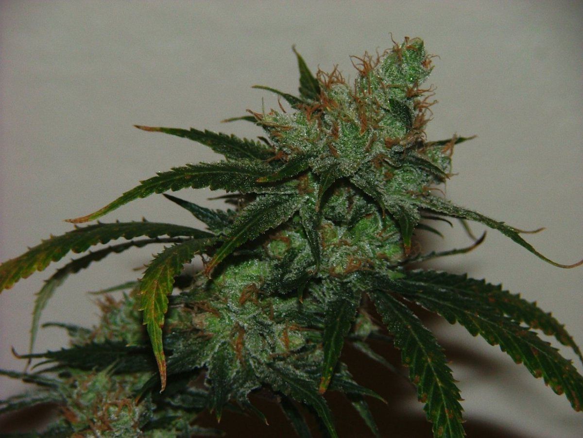 AK 4