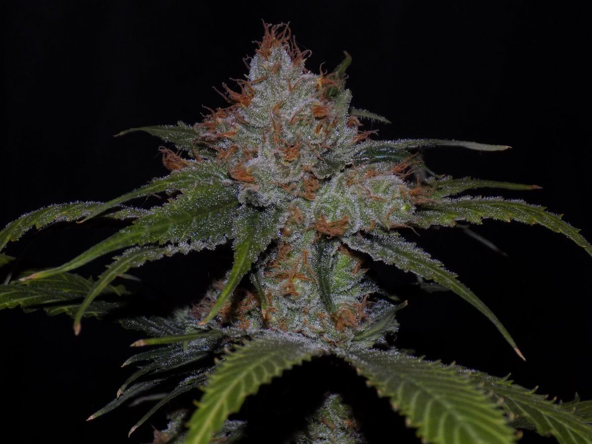 Ak 4
