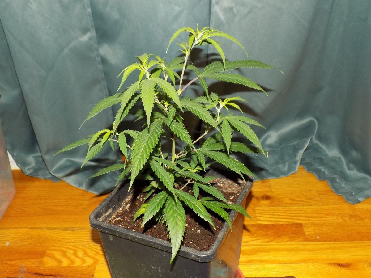 Ak