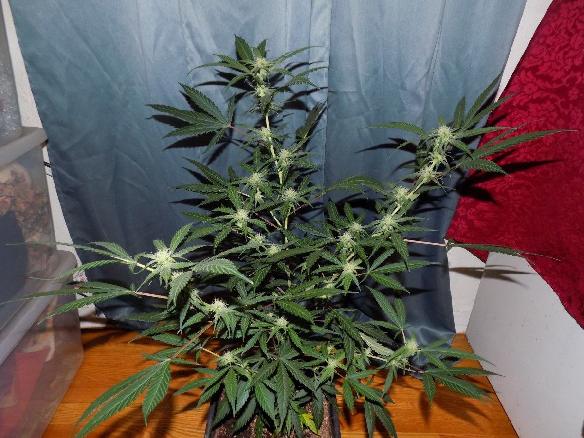 Ak