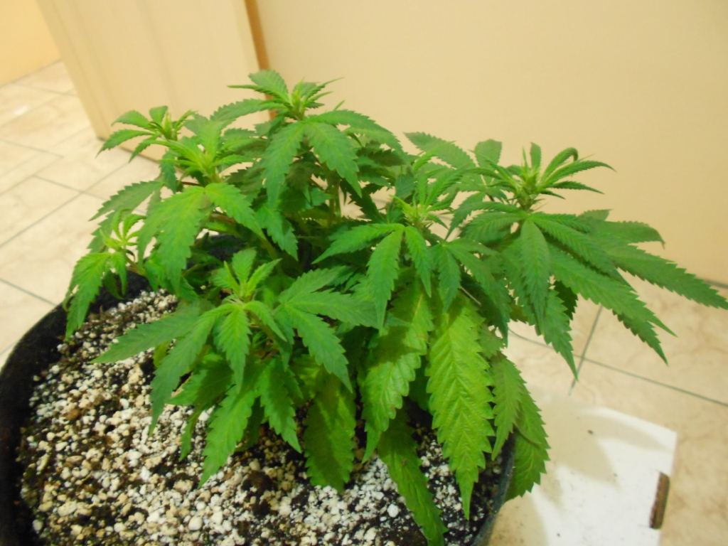 AK   Week 1