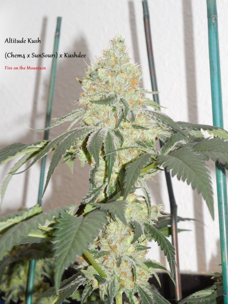 AK2chop 004