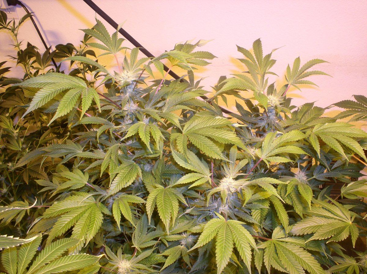 Ak3