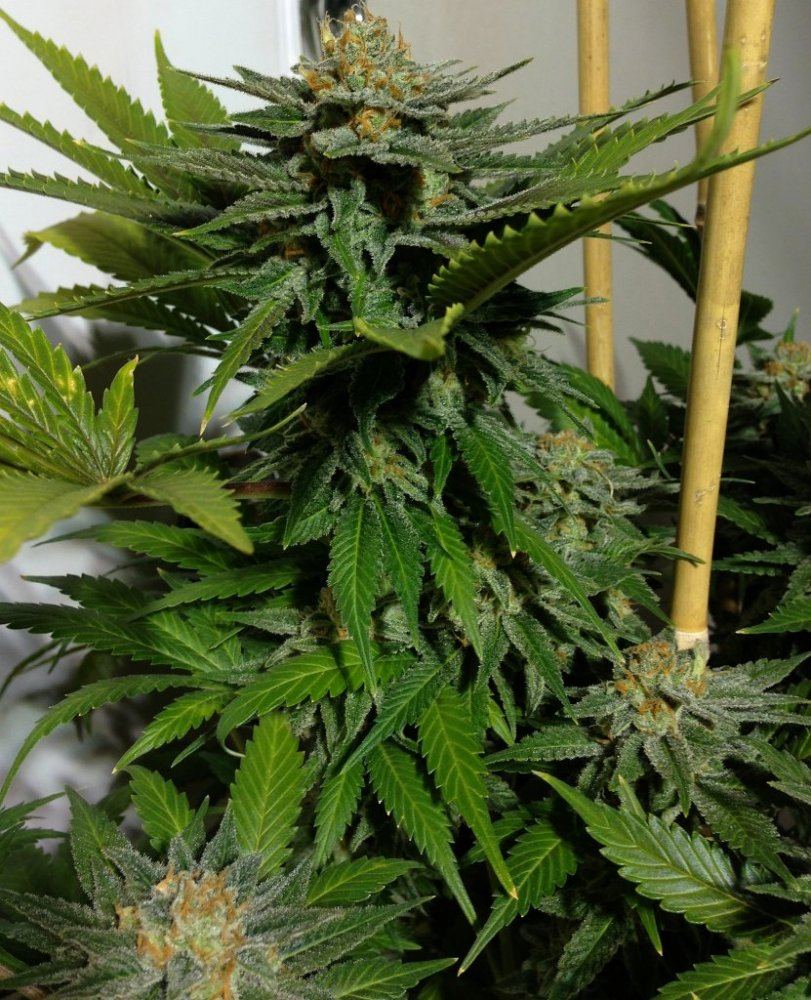 AK39