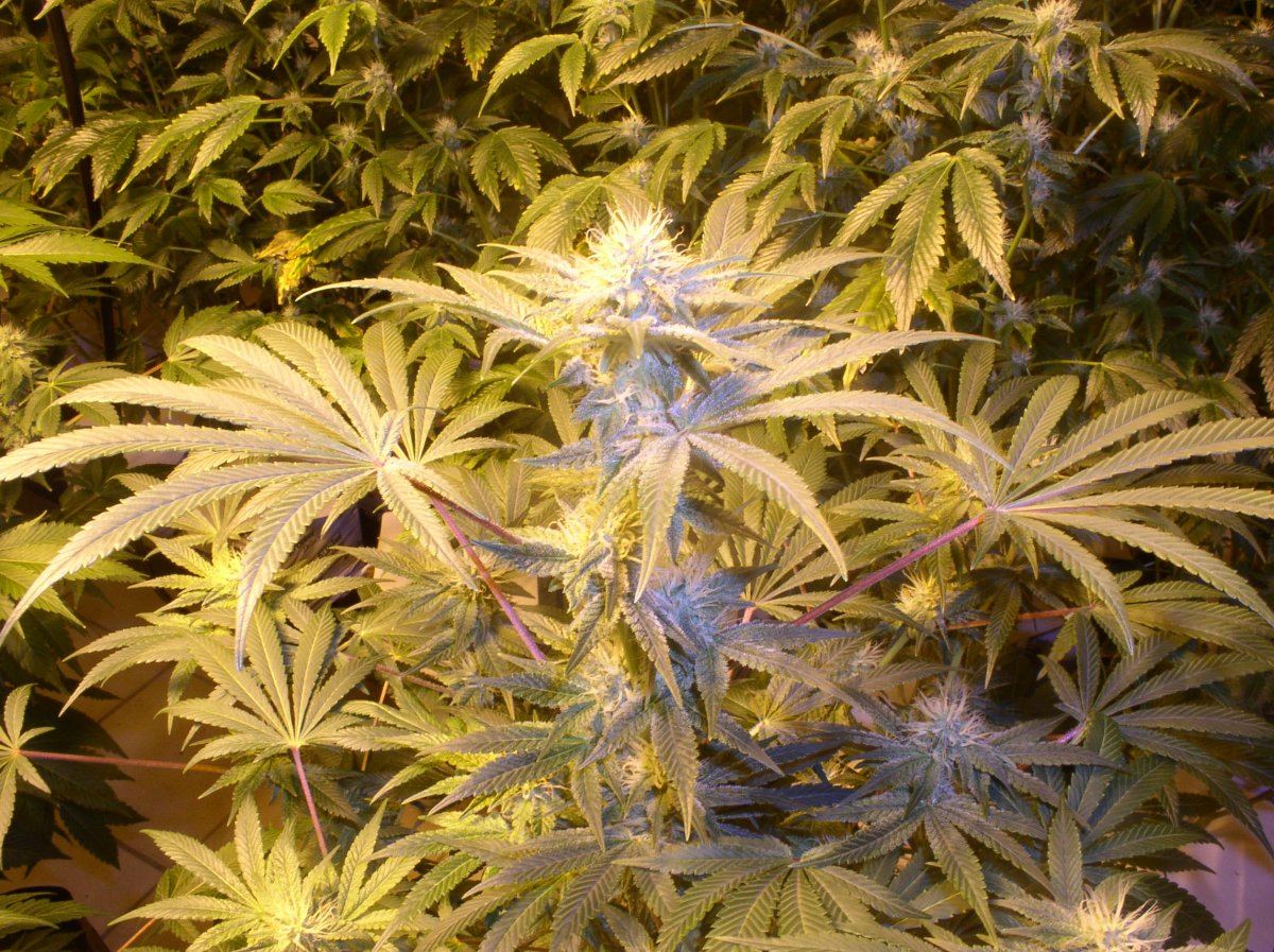 Ak4