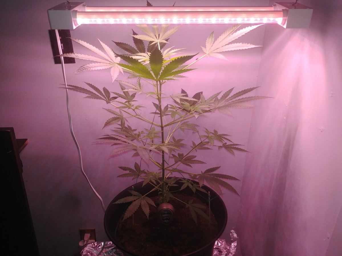 Ak47 4 weeks flower help plz 4