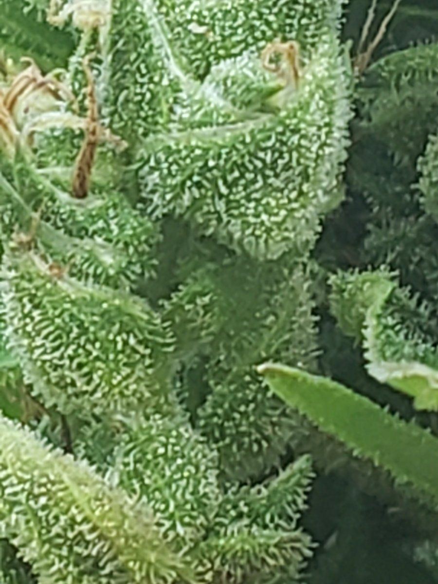 Ak47 autoflower about ready to harvest 12