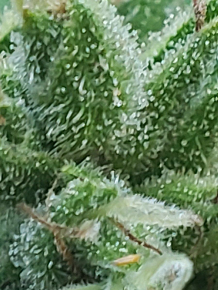 Ak47 autoflower about ready to harvest 3