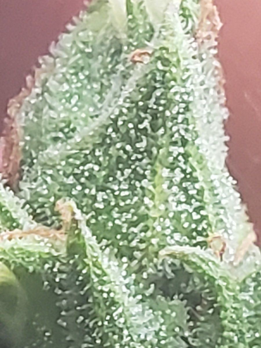 Ak47 autoflower about ready to harvest 9