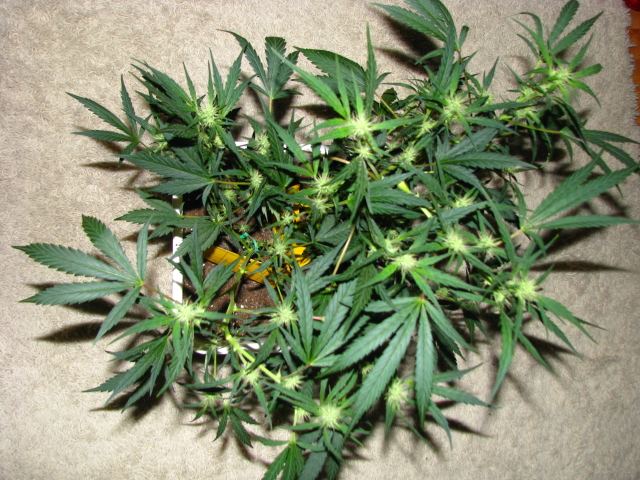 Ak47 for meds