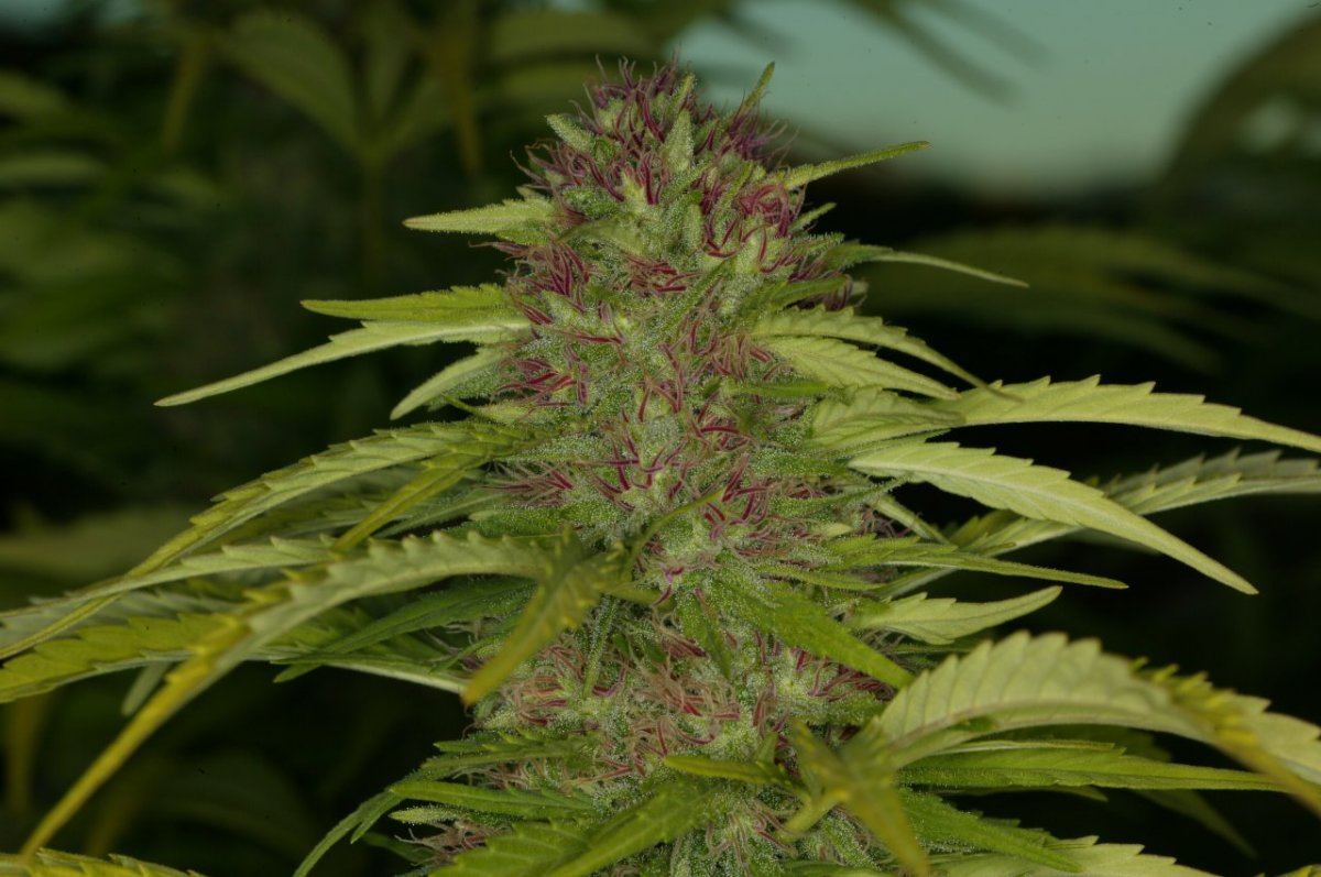 AK47 X Kong3