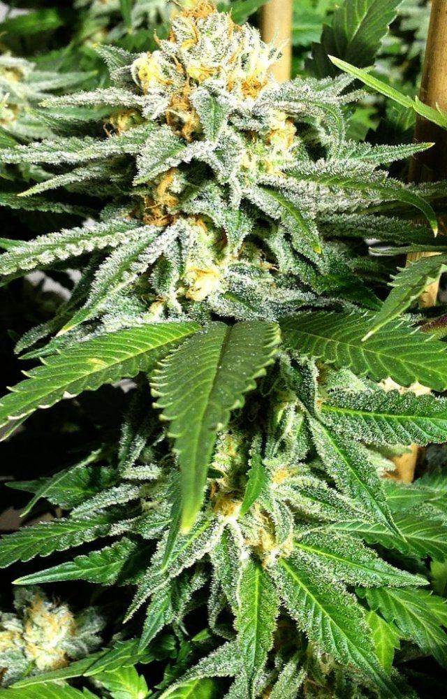 AK49
