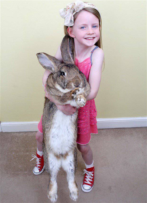ALA DariusTallBunny