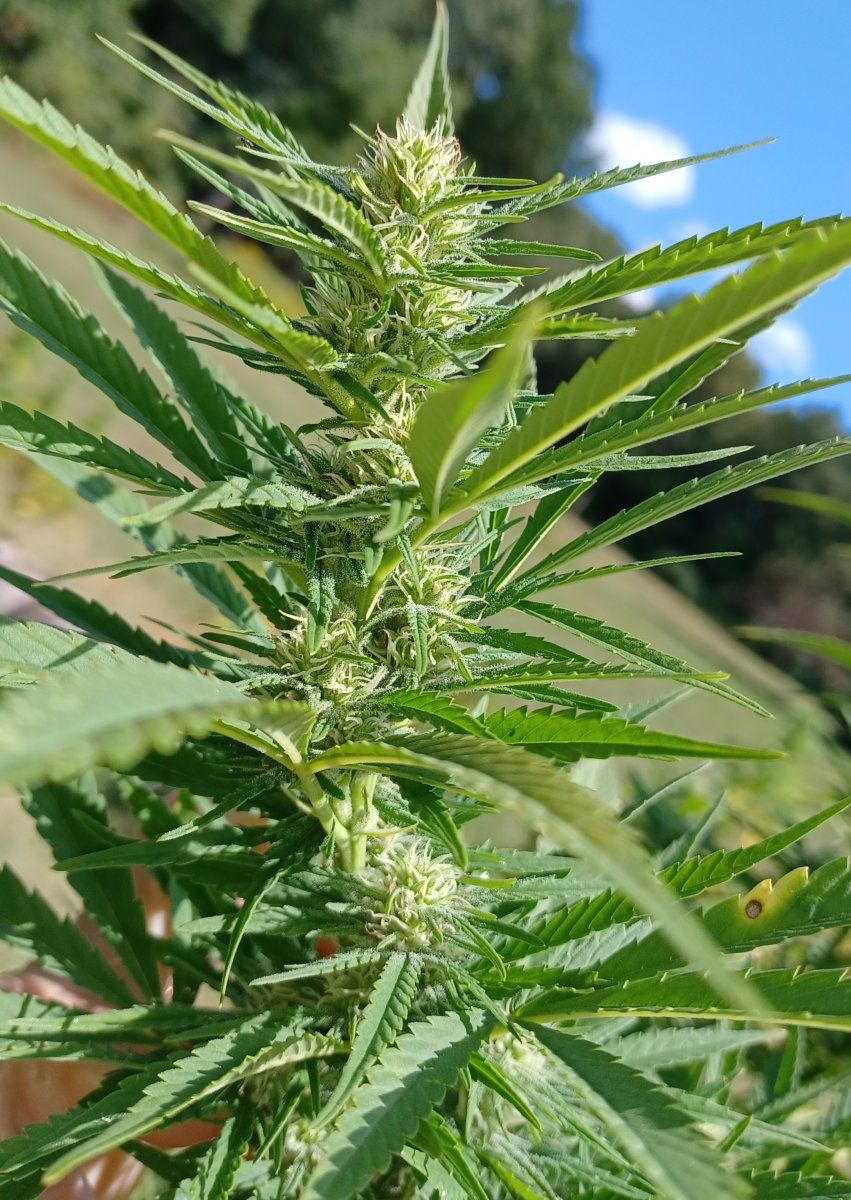 Aladdins Skunk 2