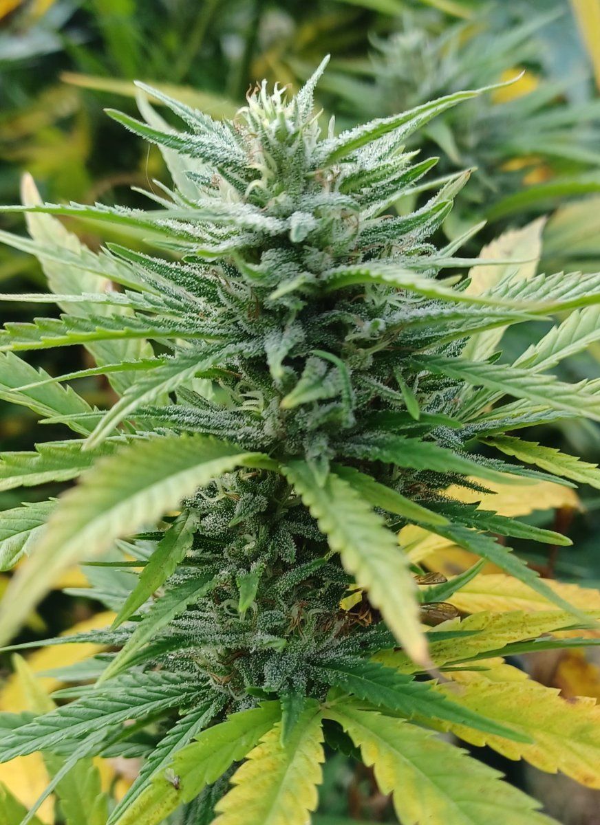 Aladdins Skunk 3 