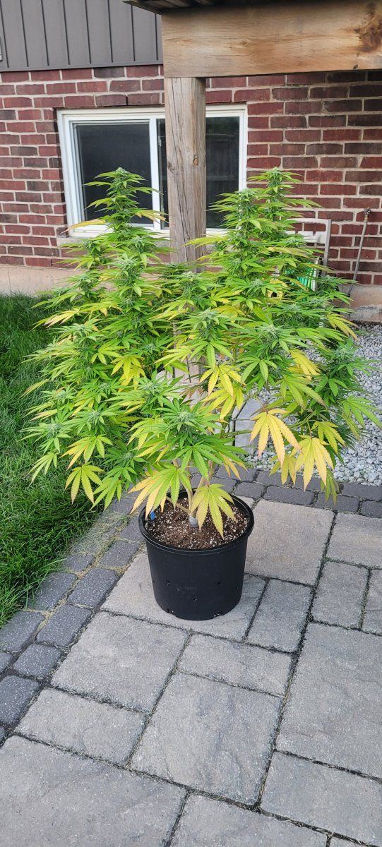 Alarming colour fade and yellowing first 4 weeks of flowering