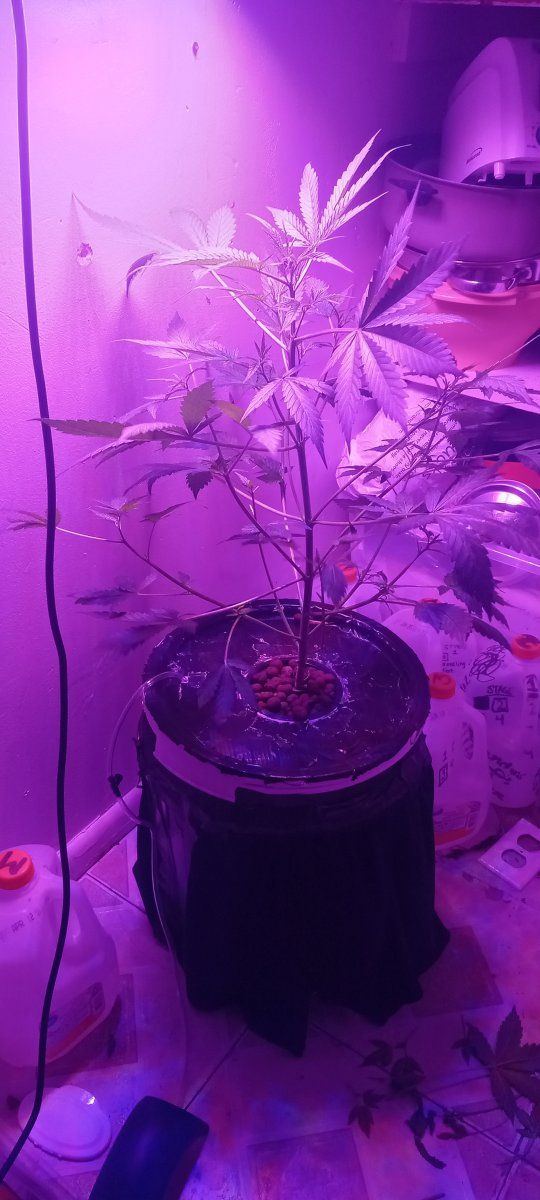 Alaskan bananaberry auto general questions