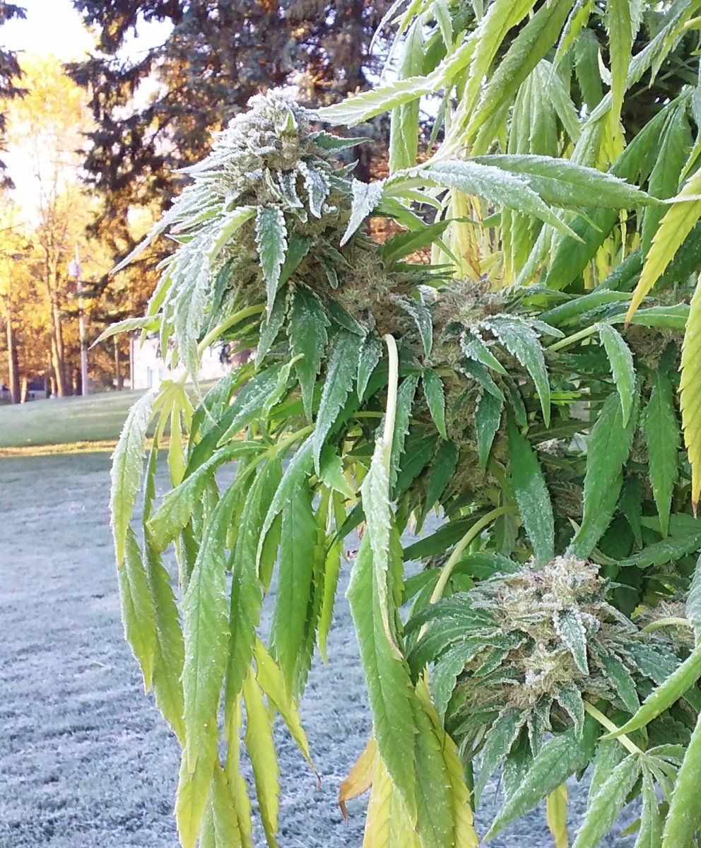 Alaskan Purple Freeze