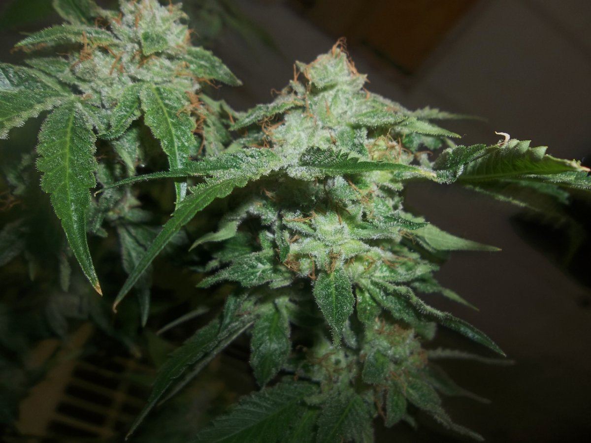 ALC 2 bud 1280x960