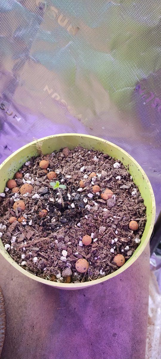 Alcapoco gold grow diary   just sprouted