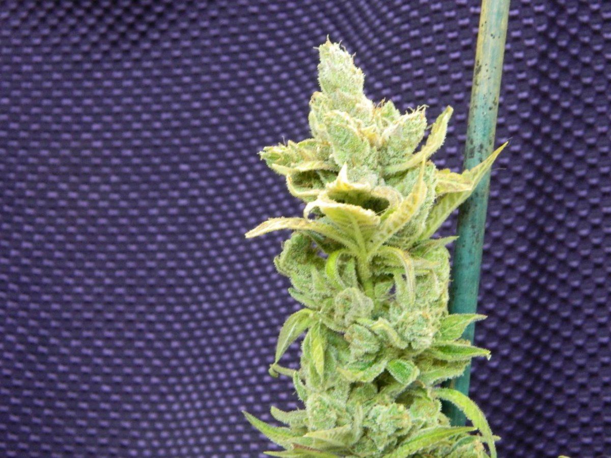 ALG Lemon and eskimo before harvesting some 002