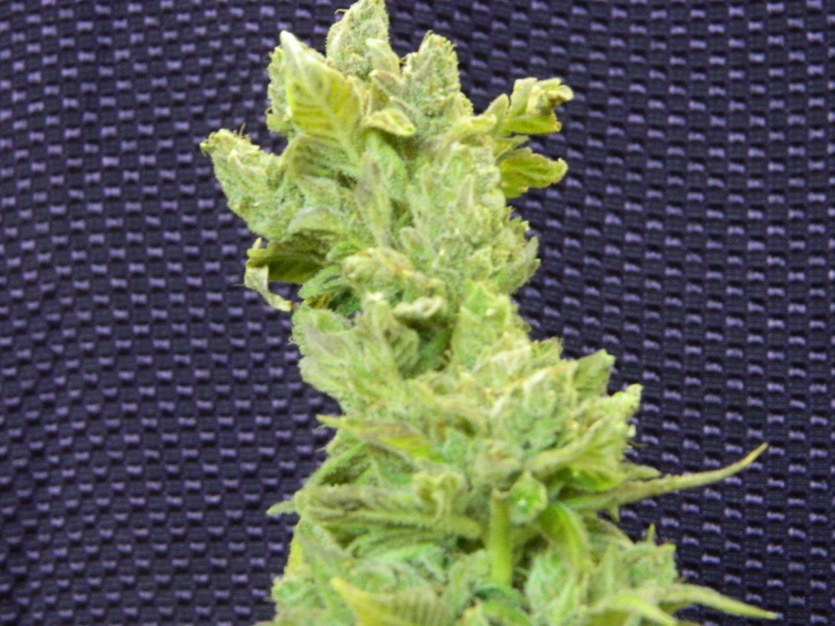 ALG Lemon and eskimo before harvesting some 004