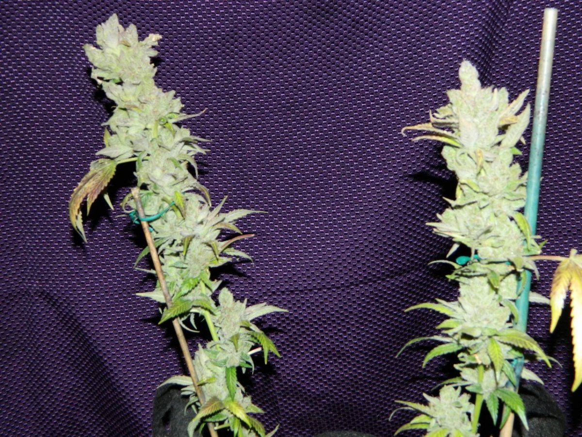 ALG Lemon and eskimo before harvesting some 010