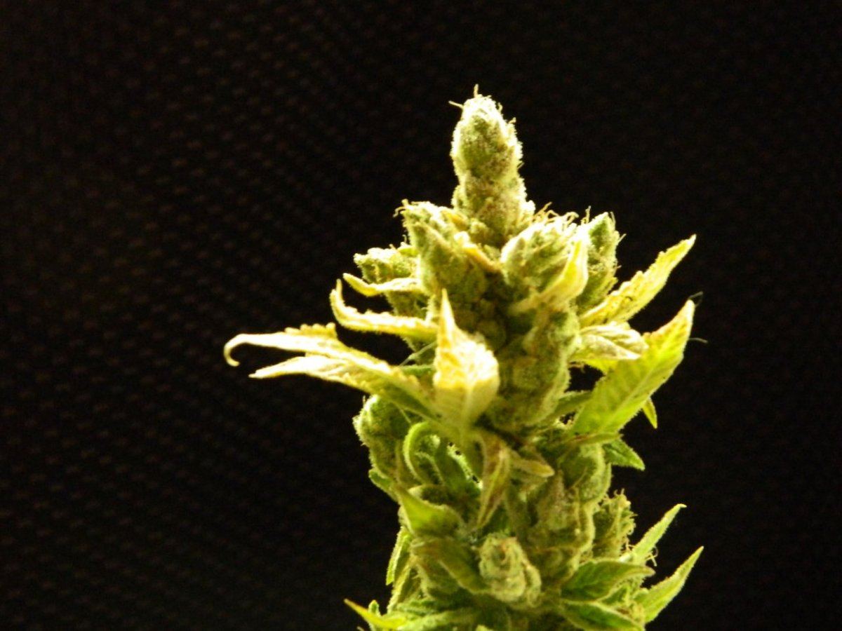 ALG Lemon and eskimo before harvesting some 014