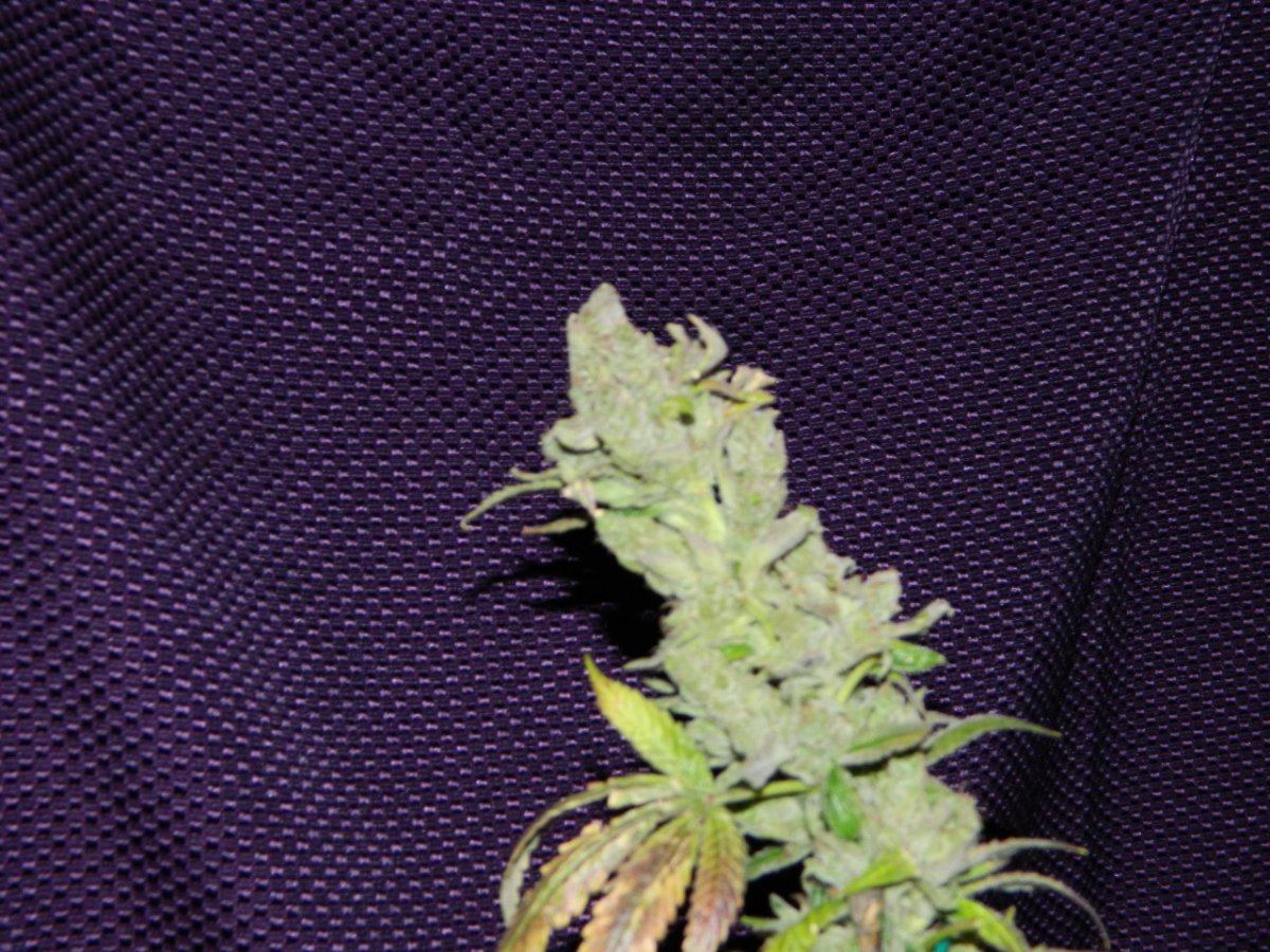 ALG Lemon and eskimo before harvesting some 015