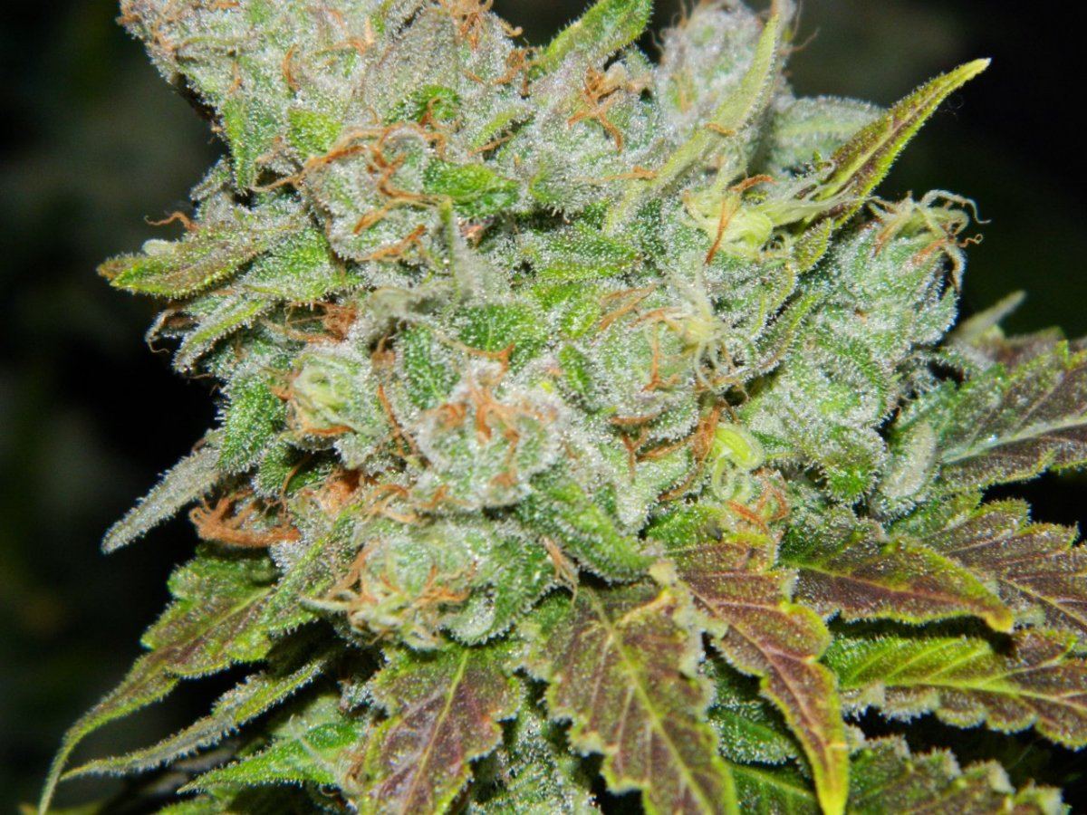 ALG Lemon and eskimo before harvesting some 027