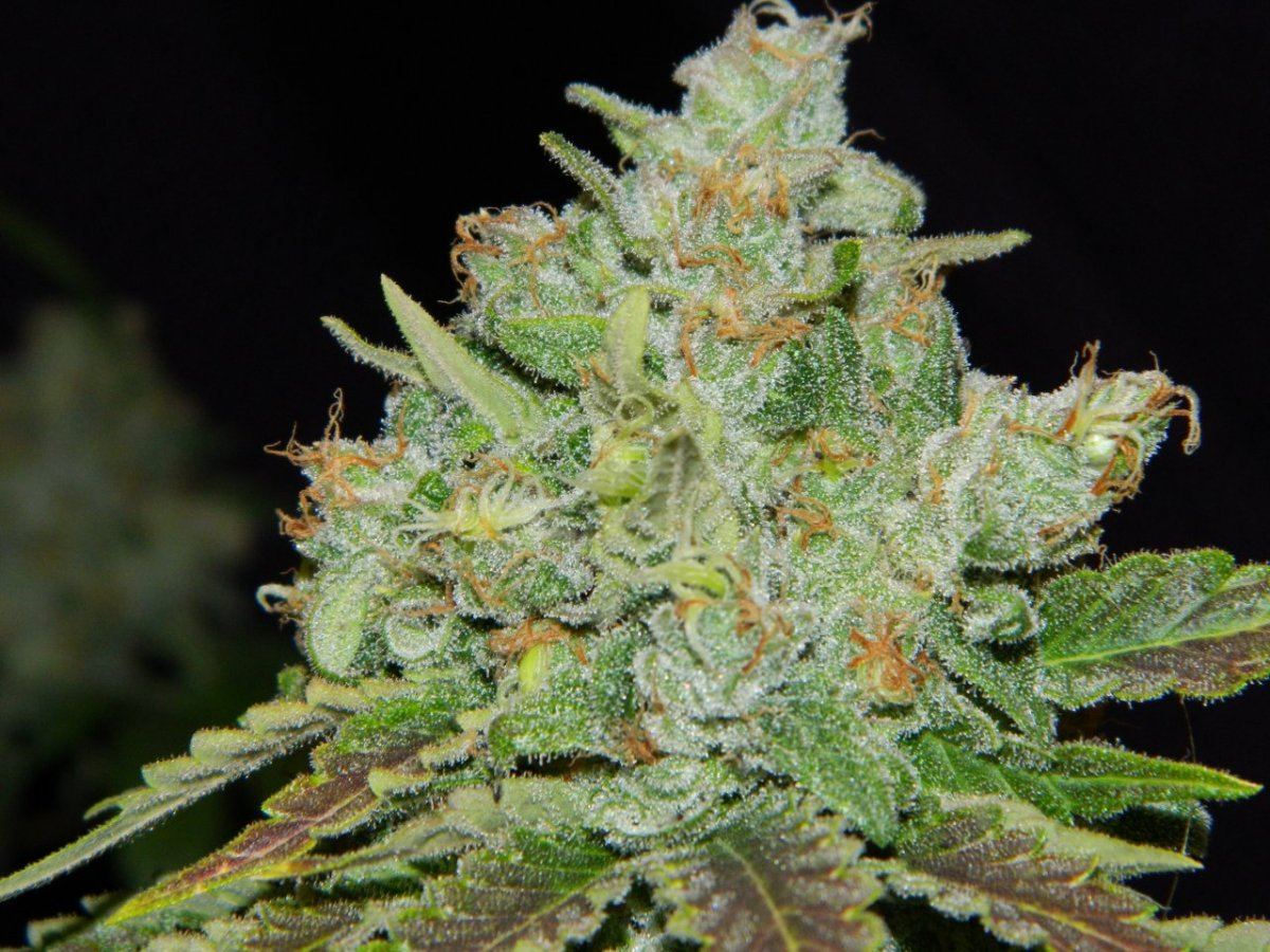 ALG Lemon and eskimo before harvesting some 028