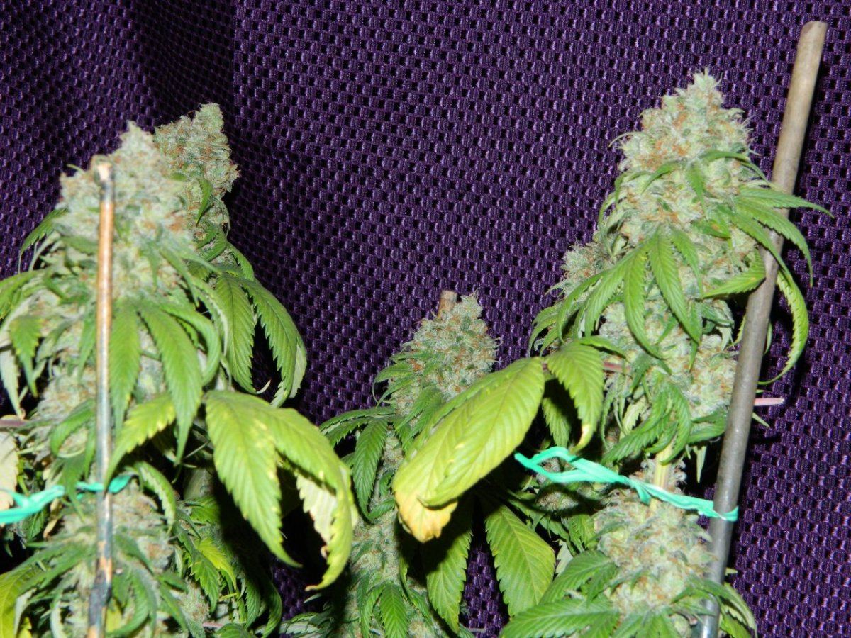 ALG Lemon and eskimo before harvesting some 031