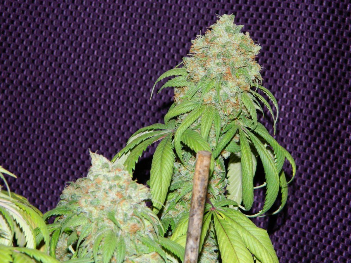 ALG Lemon and eskimo before harvesting some 034