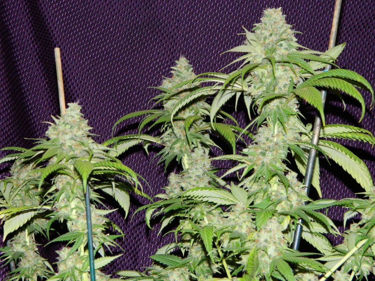 ALG Lemon and eskimo before harvesting some 036