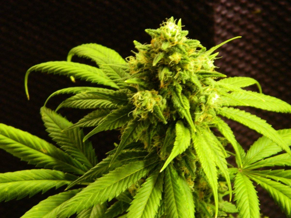 ALG Lemon and eskimo before harvesting some 040