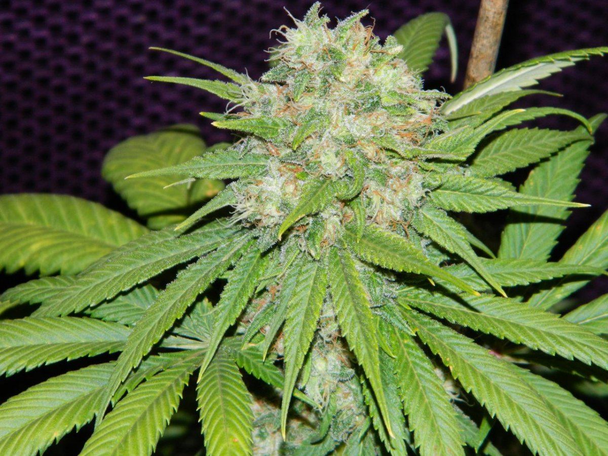ALG Lemon and eskimo before harvesting some 041