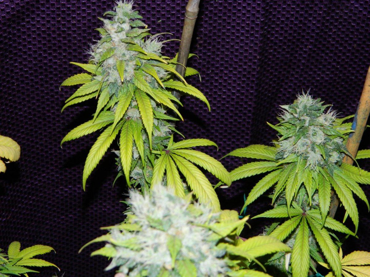 ALG Lemon and eskimo before harvesting some 047