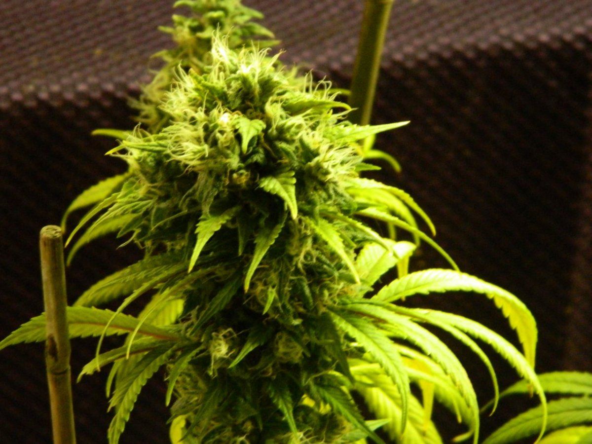 ALG Lemon and eskimo before harvesting some 050