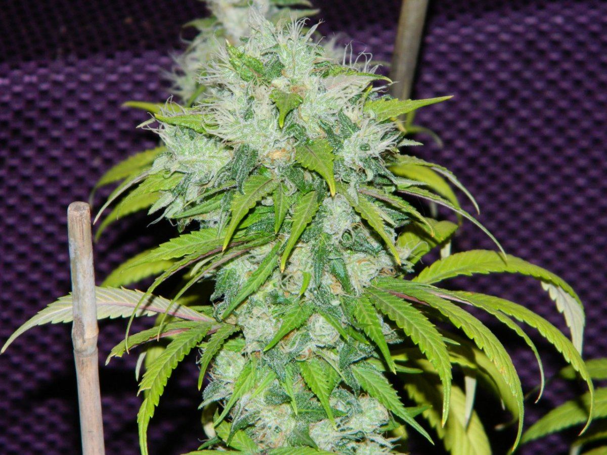 ALG Lemon and eskimo before harvesting some 051