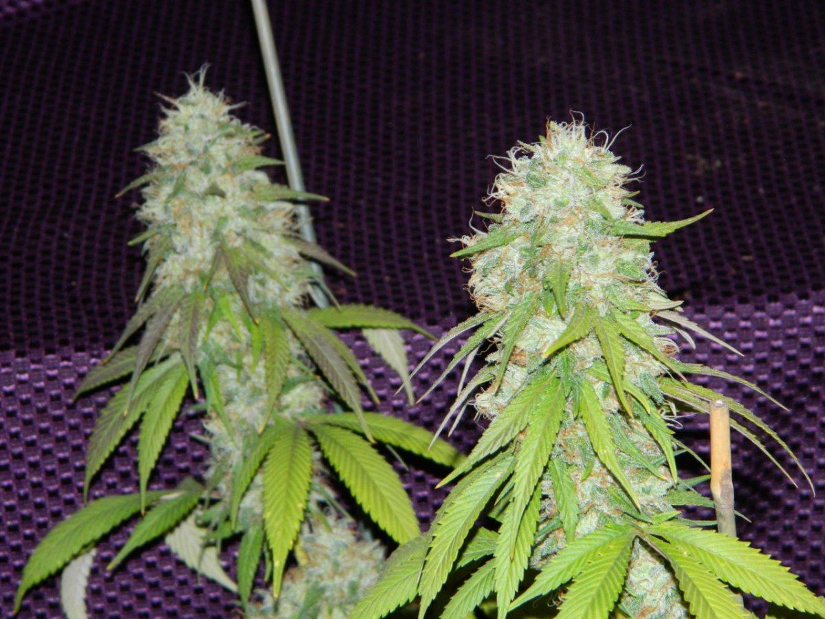 ALG Lemon and eskimo before harvesting some 053