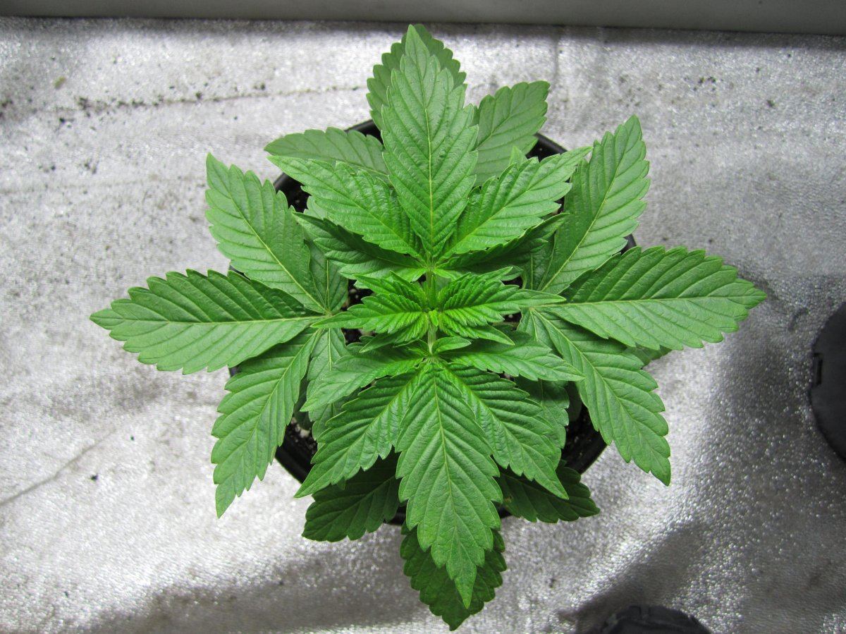 Alien 14